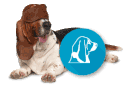 Compara precios de seguros de mascotas