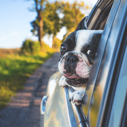 Auto mascota