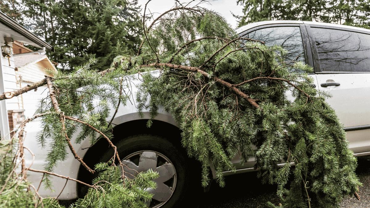 Caida de arboles en autos aumenta