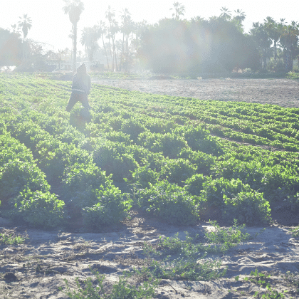 Eliminan seguros para el campo Eliminan seguros para el campo