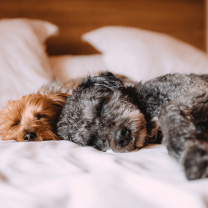 Hoteles que aceptan perros