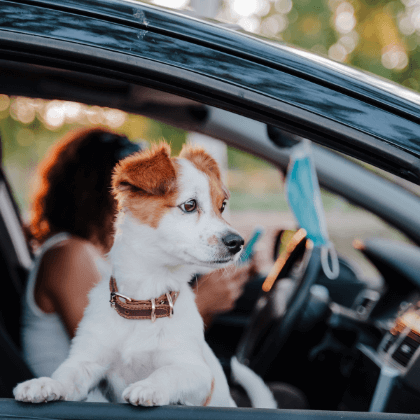 Multa por llevar mascotas en el auto