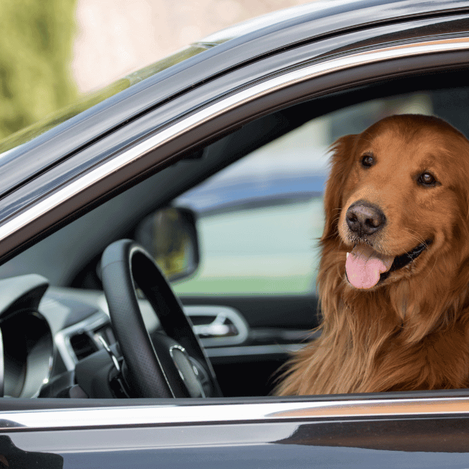 Quitar el pelo del perro de tu auto 675x675