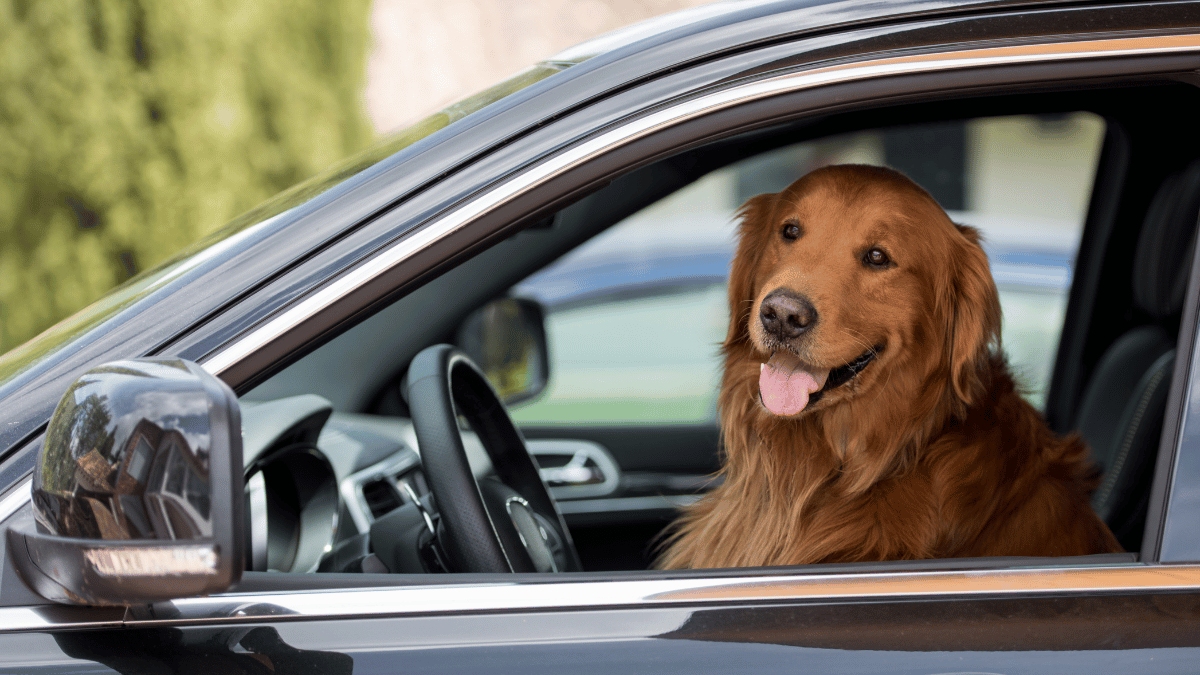 Quitar el pelo del perro de tu auto