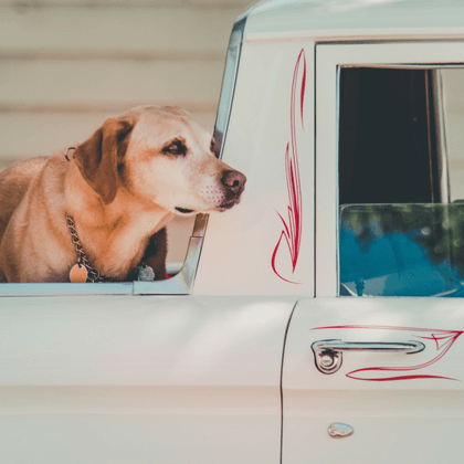 Seguro auto ampara mascota