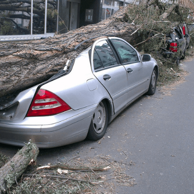 ¿El seguro de auto ampara si cae un árbol en el carro?