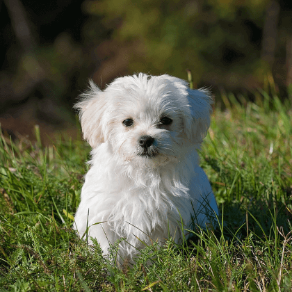 Seguro de casa cubre mascotas 