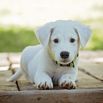 Seguro_para_perros