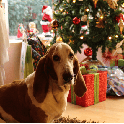 Seguros para viajar navidad Seguros para viajar navidad