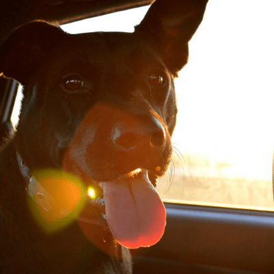 Viajar con mascotas